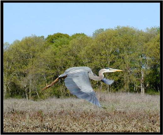 Great blue heron flying