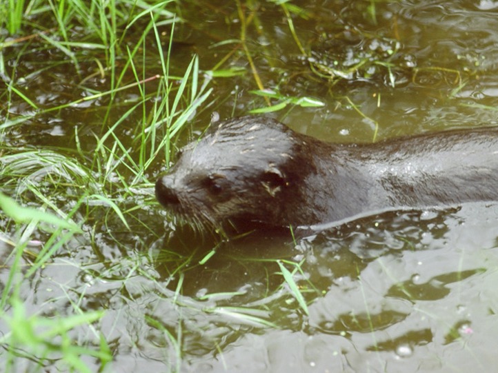 Otter!